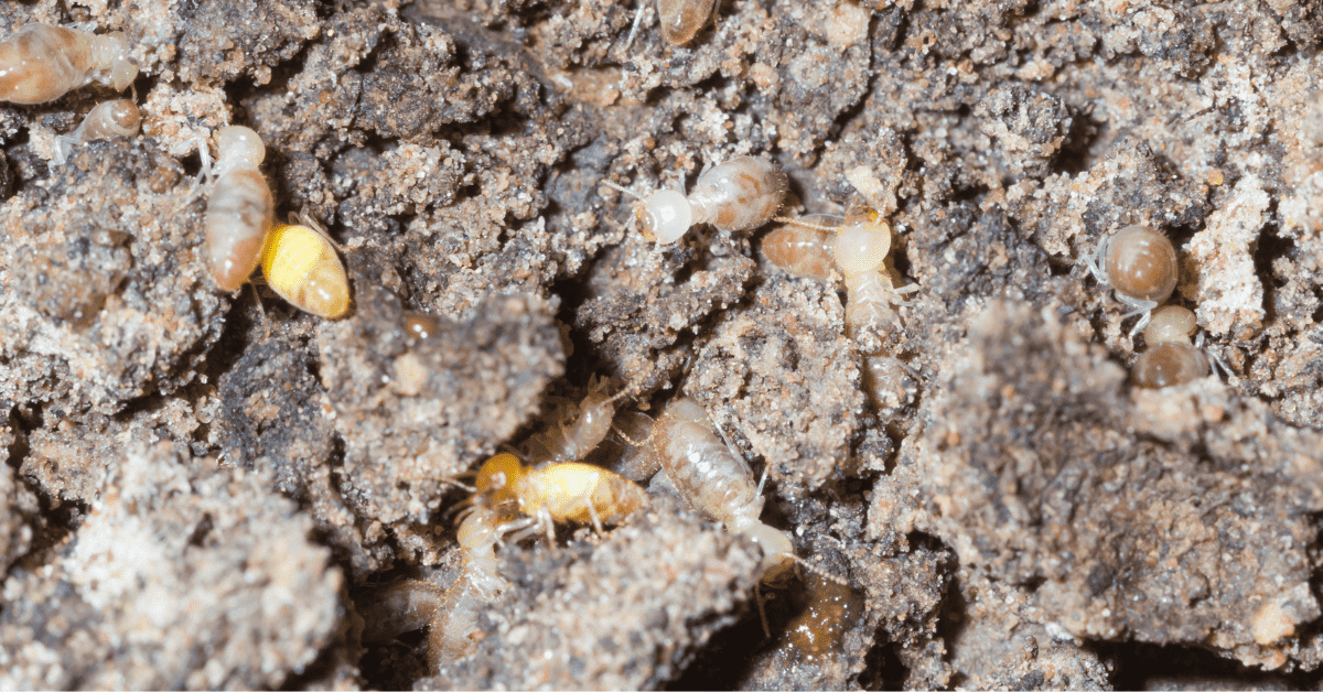 The Termite Threat Why Annual Pest Inspections Should Be On Your To Do