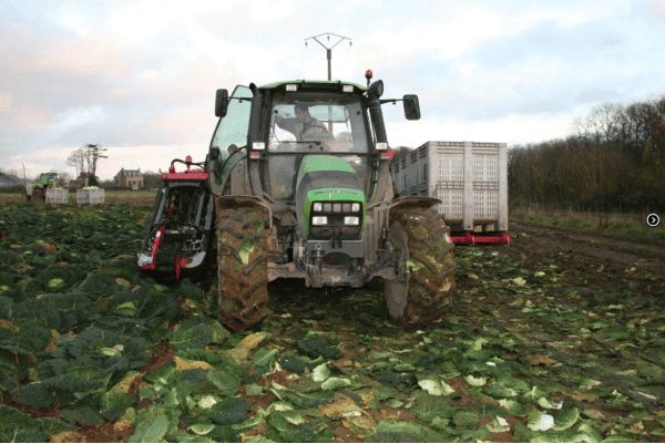 Cabbage Harvester