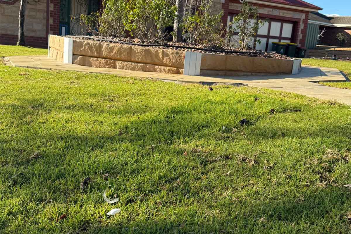 Adelaide-Lawn-Instant-Lawn-7 Instant Lawn Adelaide
