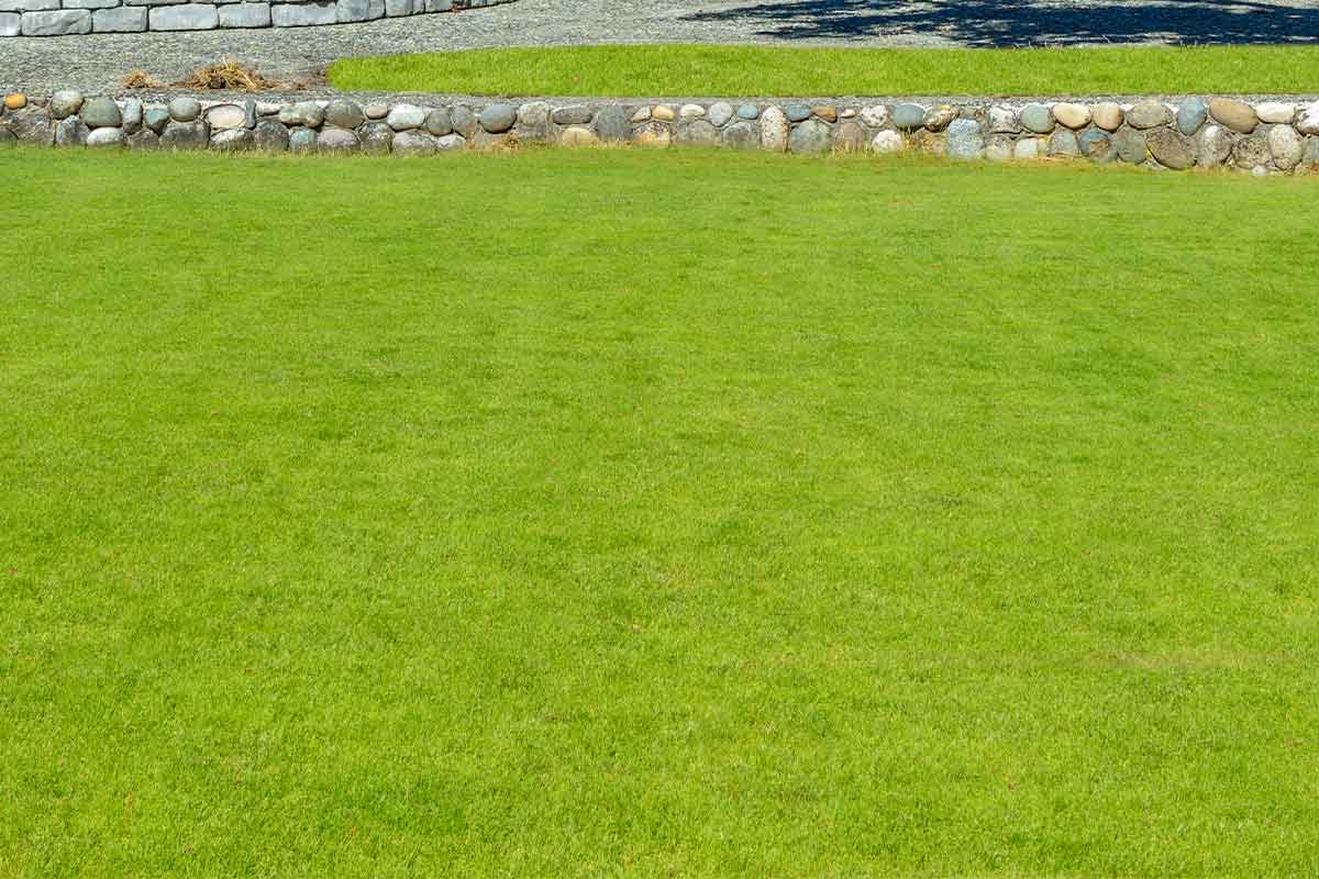 Lawn-Installation-Adelaide-05 Lawn Installation Adelaide