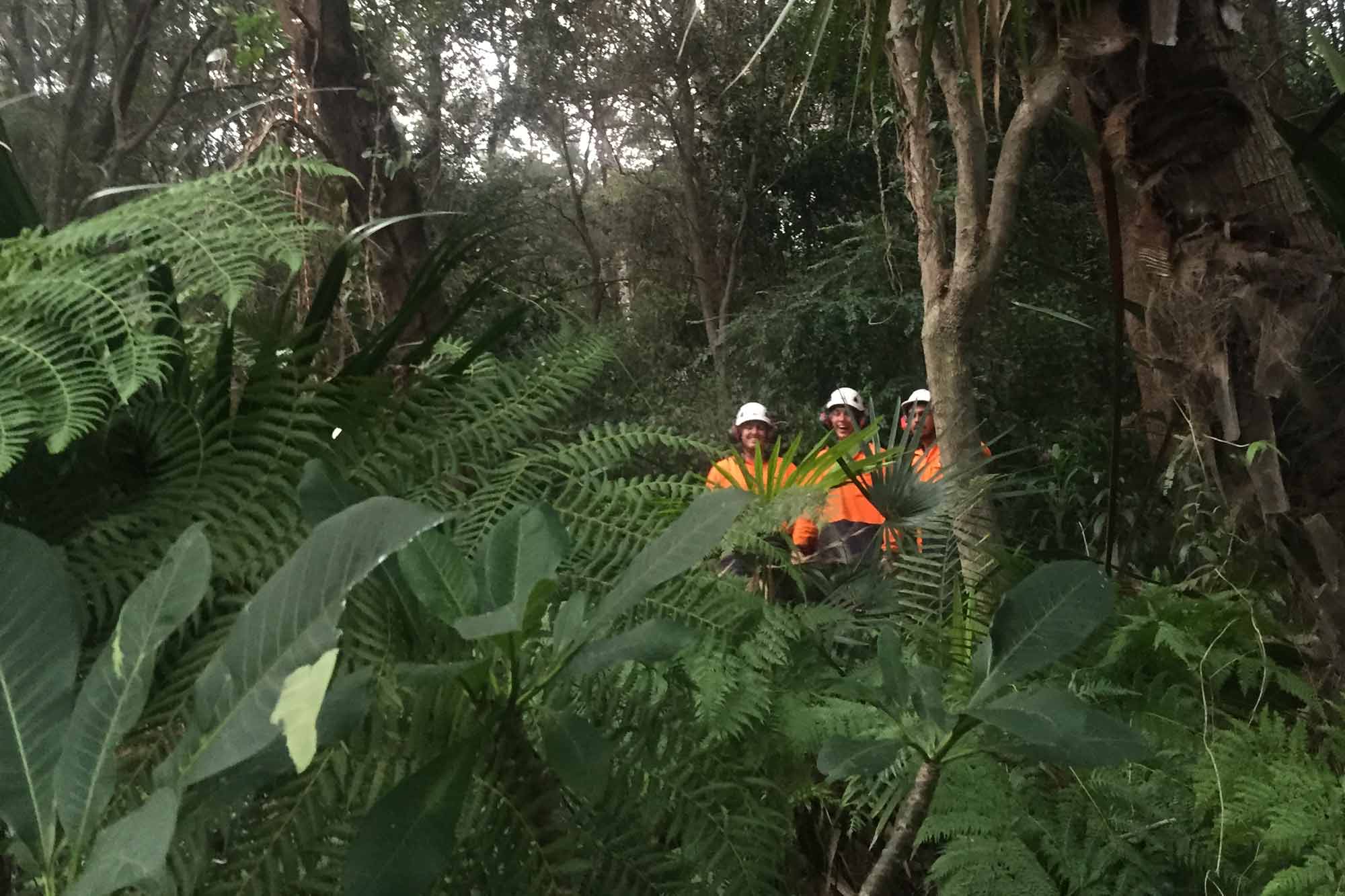Tree Removal | Land Clearing | Advance Tree Works Hervey Bay