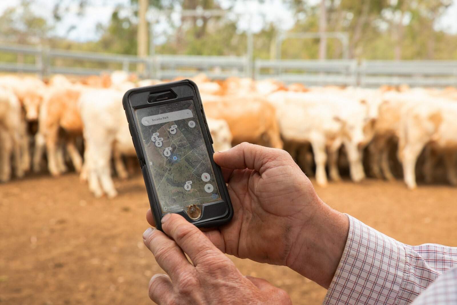 Phoenix Livestock Management Software AGDATA Australia