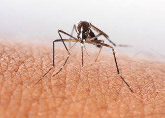 Picture of a mosquito about to bite