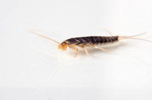 Picture of a silverfish