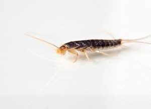 Picture of a silverfish