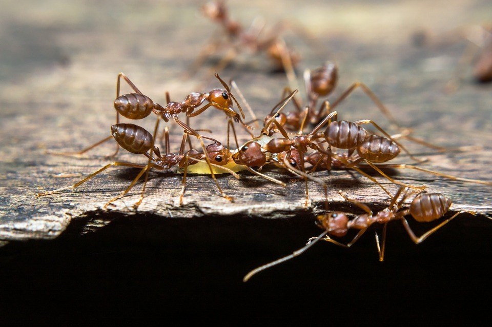 Common ants found in Perth
