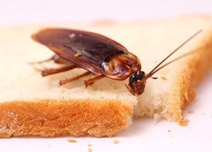 Picture of cockroach on bread