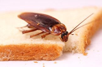 Picture of cockroach on bread