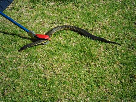 Tiger Snake being caught by our snake catcher