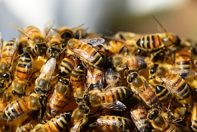 Bees & Wasps Infestation Perth