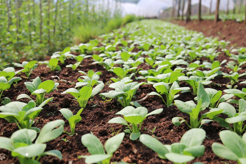 Organic,Vegetable,Garden