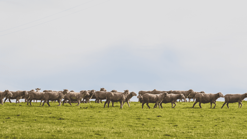 Sheep walking through a pasture