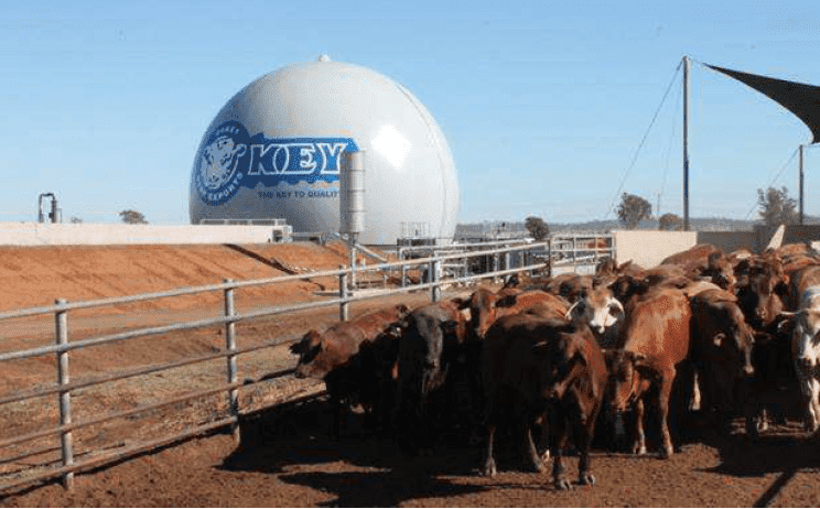 Using biogas recovery for leaner and greener beef processing