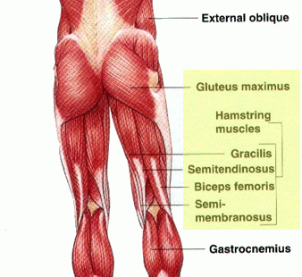 glut muscles