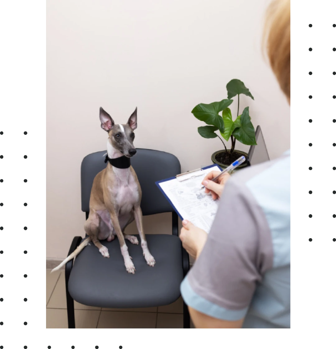 Pet Industry and Veterinary Copywriter