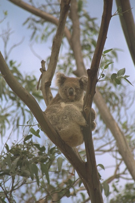 Koala, Hanson Bay
