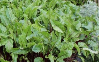 Beetroot Salad Leaf
