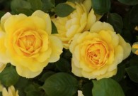 Companion Planting for Roses