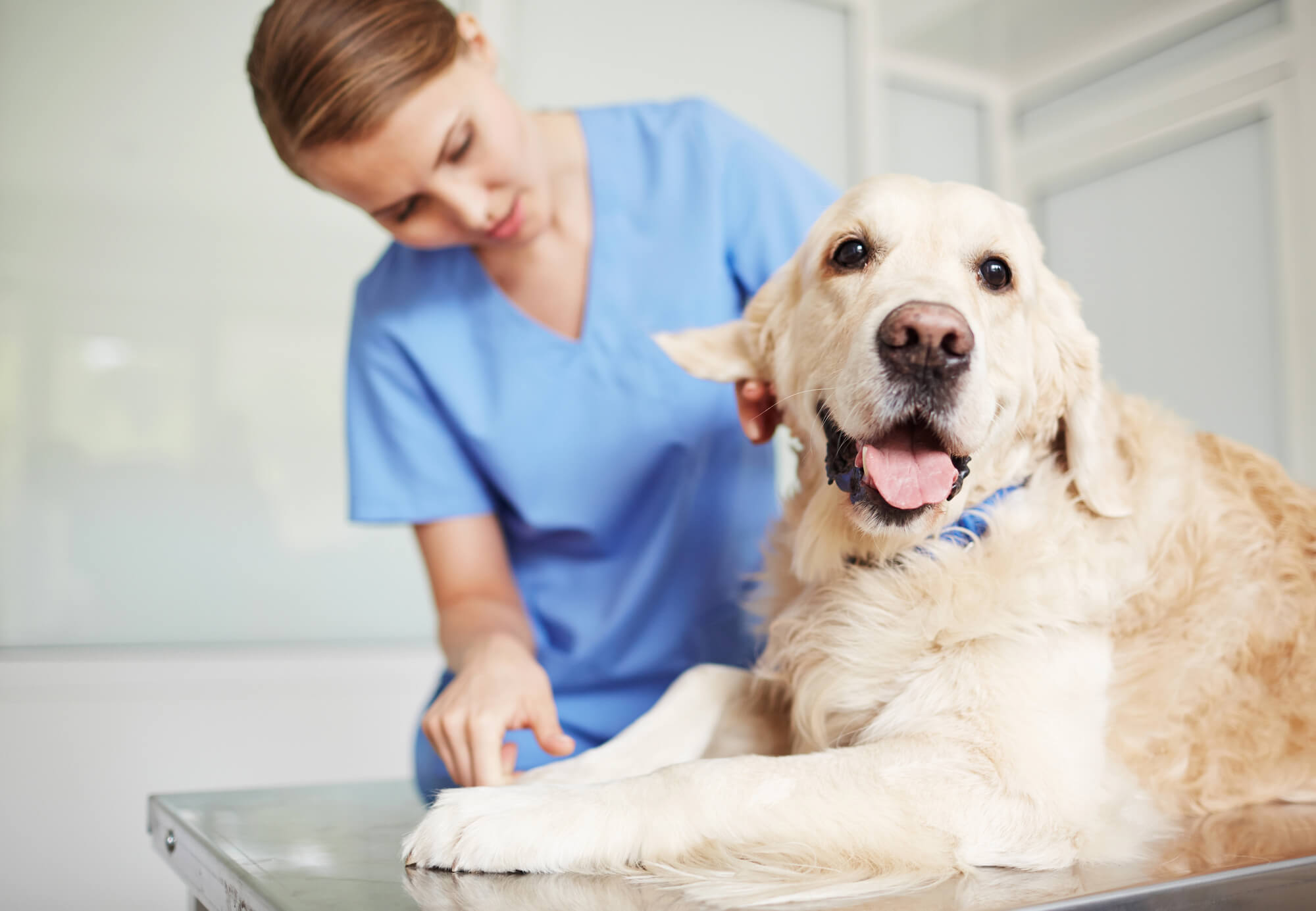 Why Vet Costs Are Rising & How Independent Clinics Stay Fair