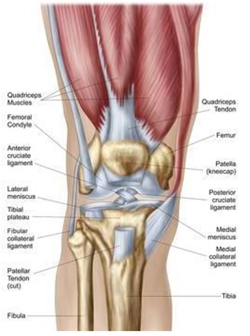 Premium Vector | Anatomy of human knee sketch of leg bones and joint,  medicine . side and front view of knee bones, hand drawn femur, patella,  tibia and fibula, tibial plateau and