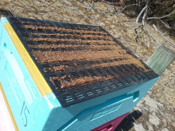Propolis fresh from the hive