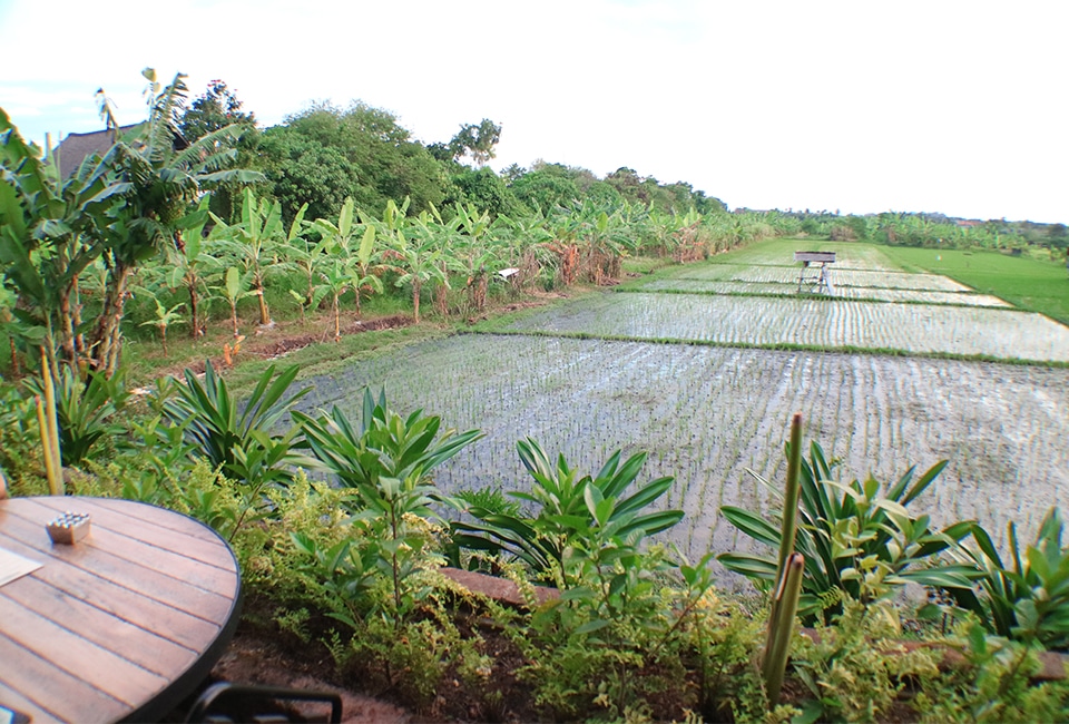 Barbacoa Rice Fields