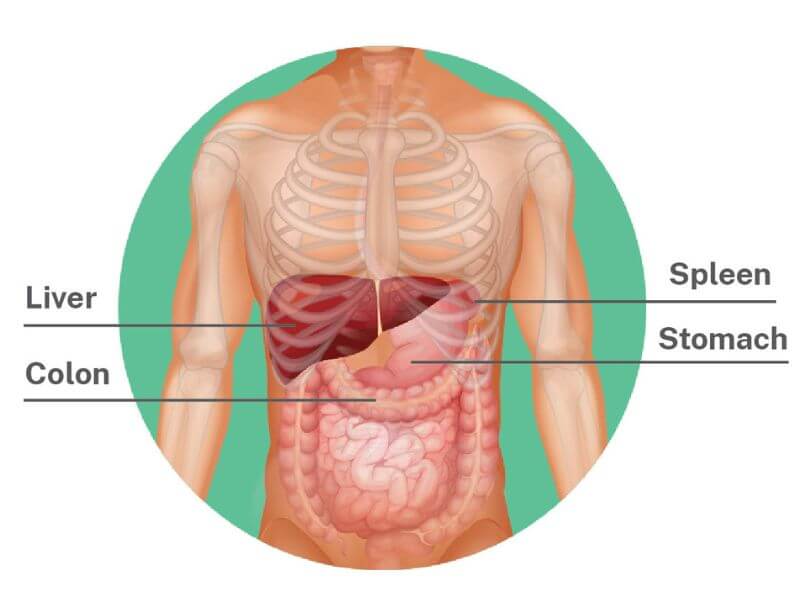 Diagram showing where the liver is in the body