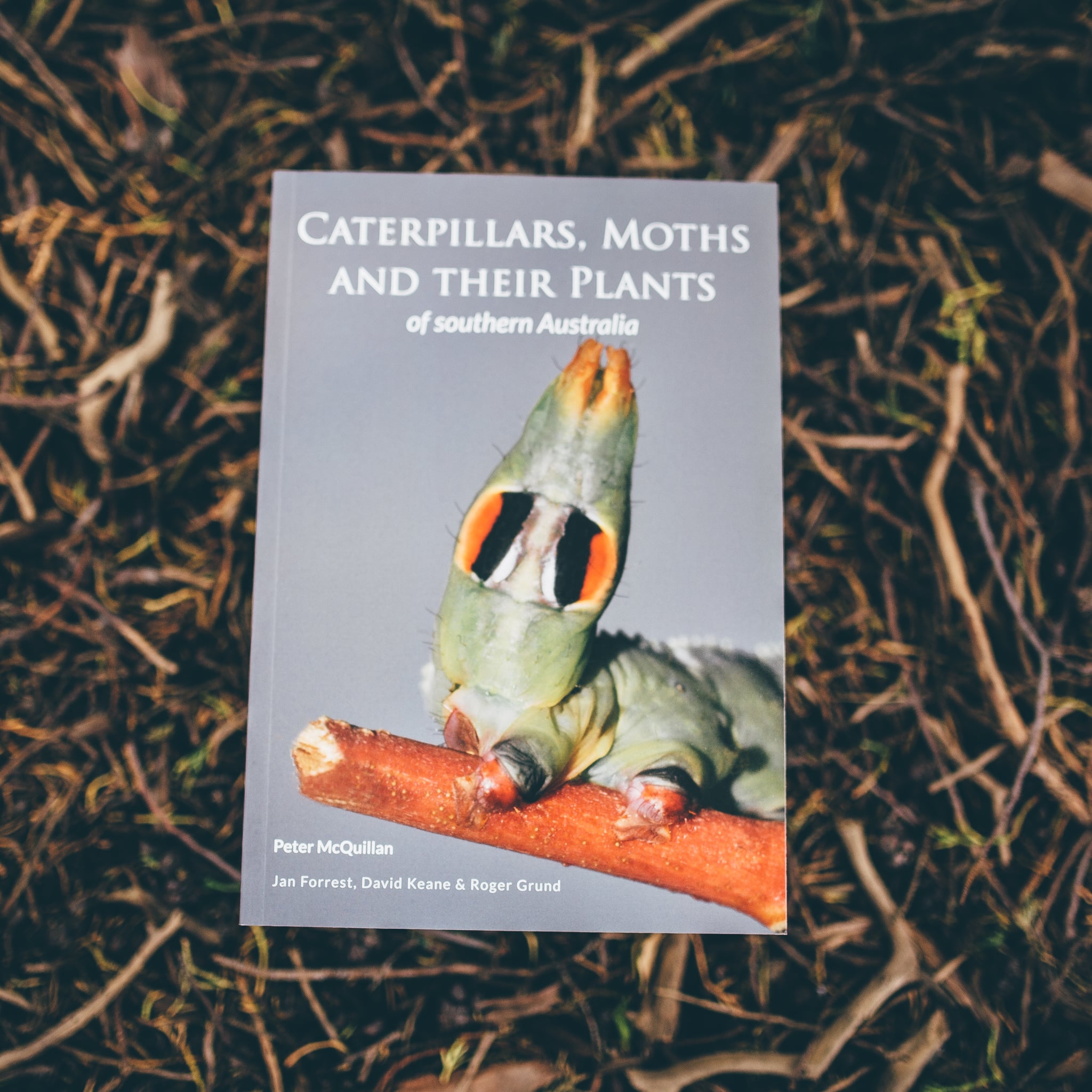 Caterpillars, moths and their plants