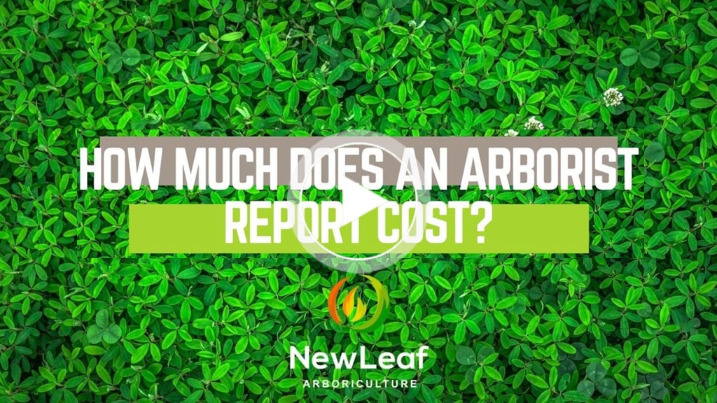 How much does an arborist report cost? New Leaf Arboriculture