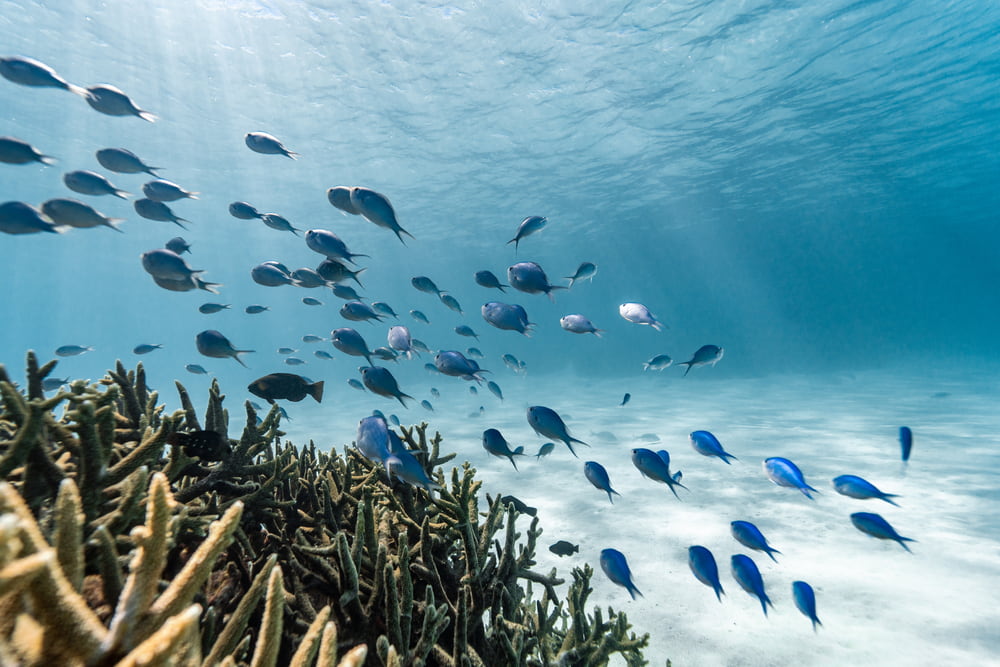 Staghorn Corals Ningaloo Reef