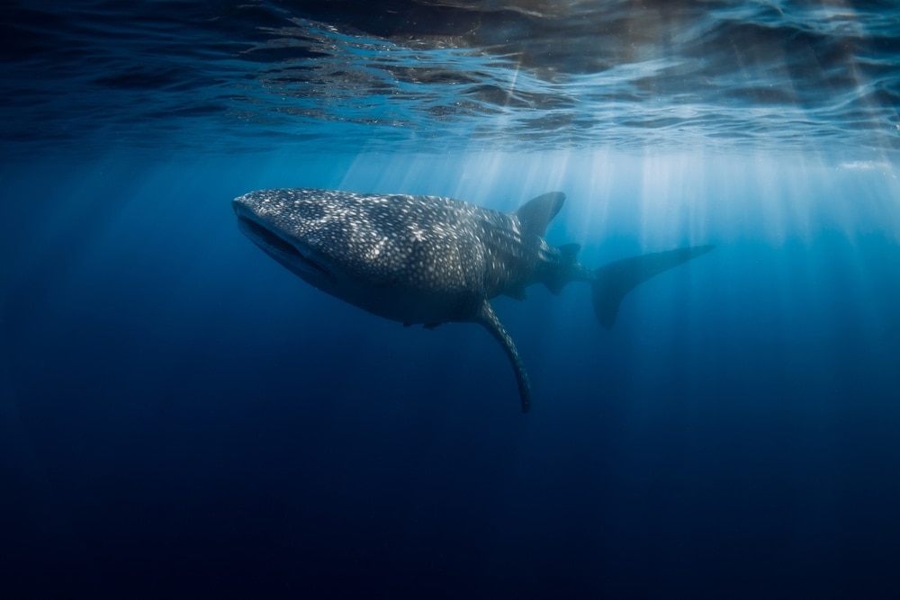 Whale Shark Ningaloo