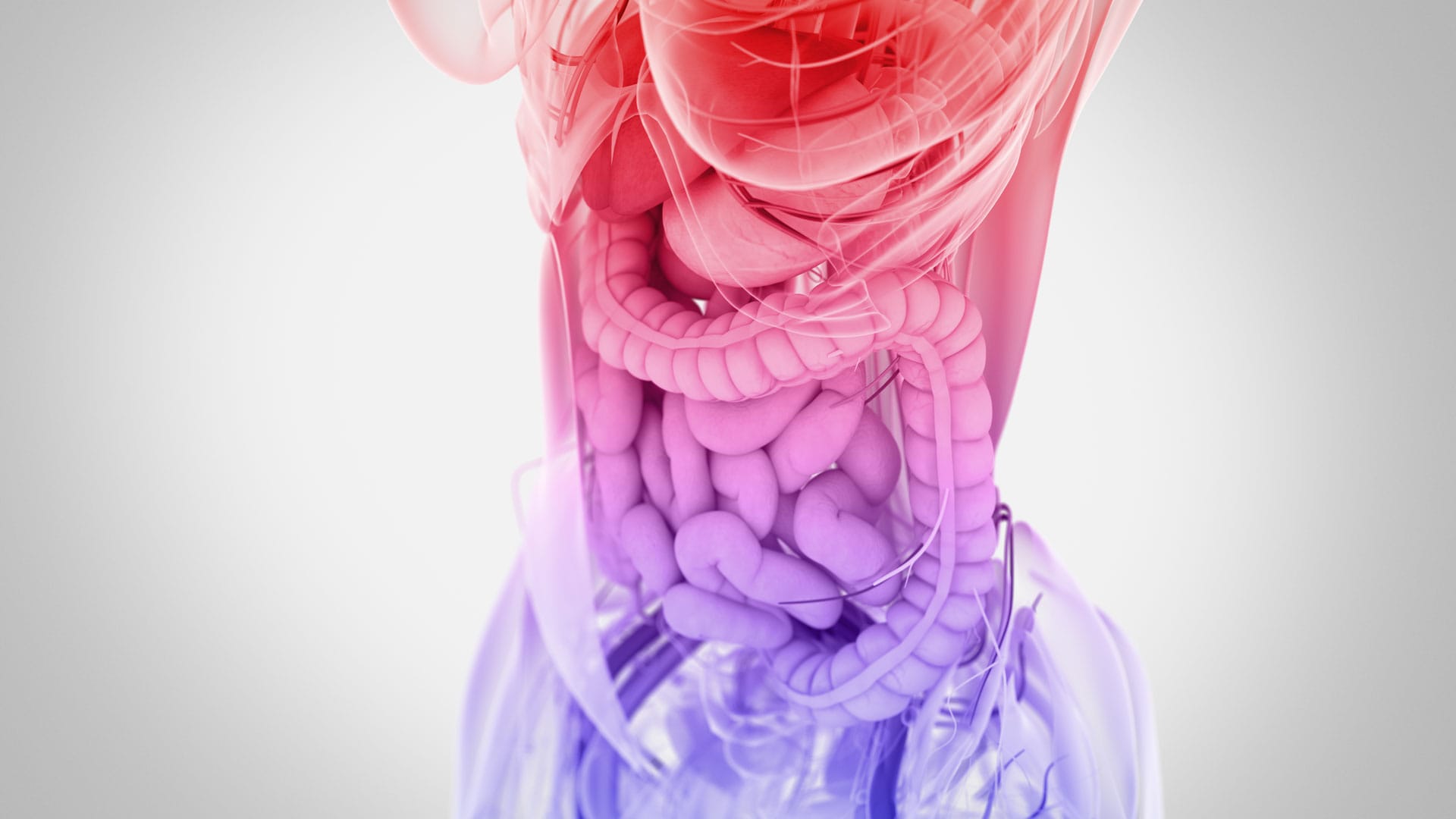 3D illustration of gut, female body