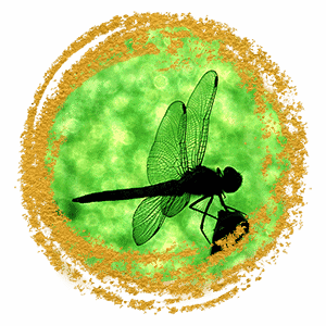 golddragonfly