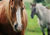 Equine Landcare Workshop: Property Planning and PIC Numbers