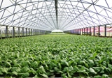 Protected Cropping for Horticulture Forum