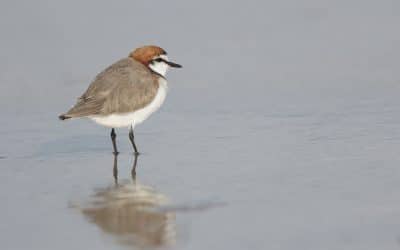 PHCC join global leaders to save migratory birds