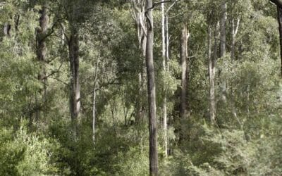 PHCC Submission:  Forest Management Plan Review