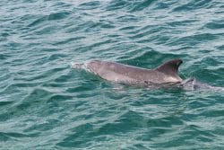 Mandurah Dolphin Forum