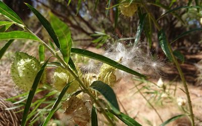 Weed Control – Cotton Bush