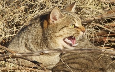 Collective effort to reduce devastation of native animals by cat predation