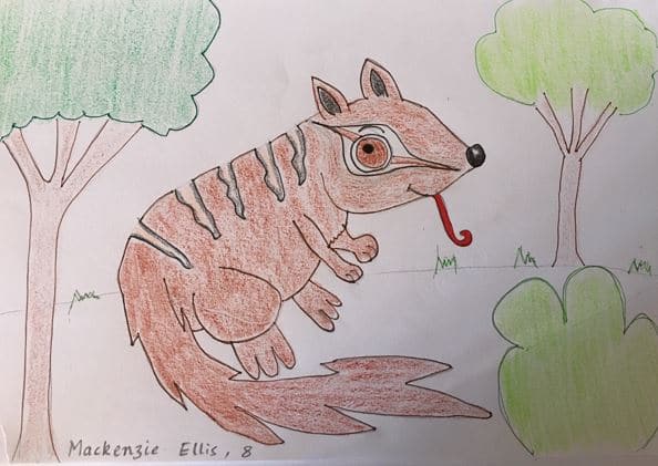 Move over Easter Bunny there is a Numbat in Town!