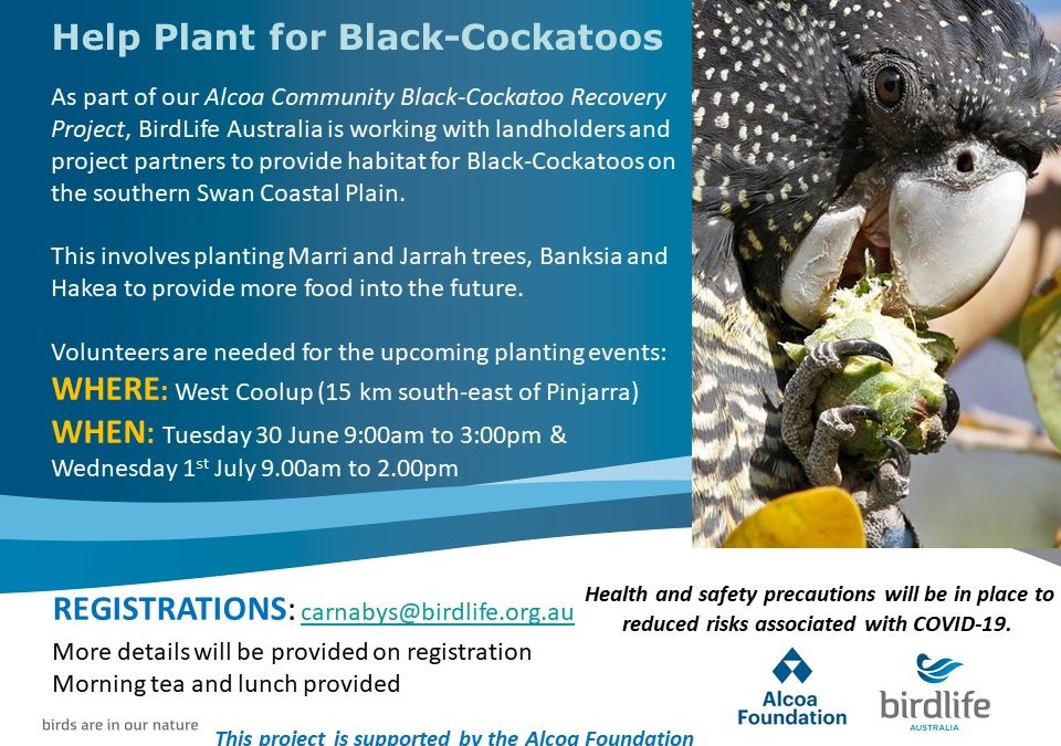 Help Plant for Black Cockatoos