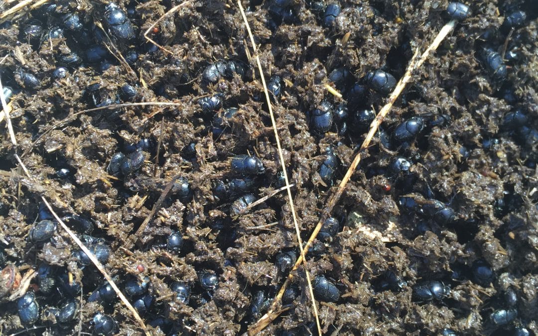 Dung Beetle Field Day