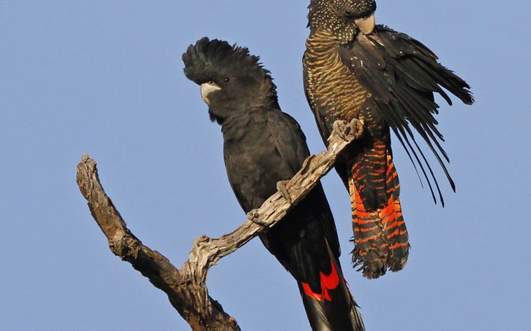 Black Cockatoo Nesting Season is upon us – What to look out for?