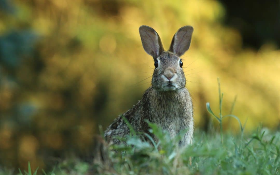 Rabbit Control for Lake Clifton