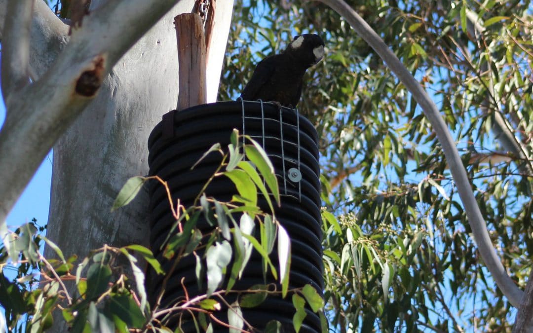 Black Cockatoo surveys take flight!