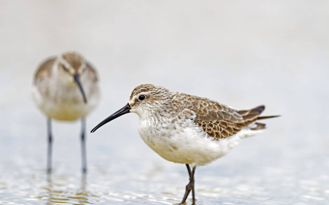 Introduction to Shorebird Identification Workshop (fully booked)