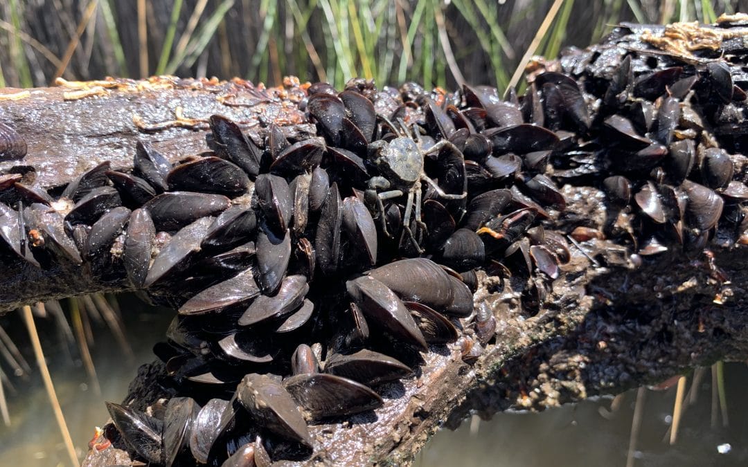 Mussel Up For the Murray – Mussel Basket Kit Handout