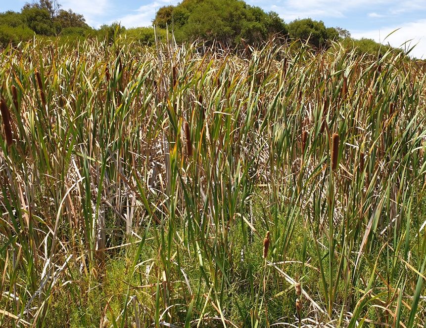 The problem with Typha bulrushes