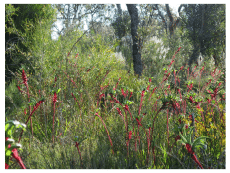 Banksia Woodlands of the Swan Coastal Plain ecological community